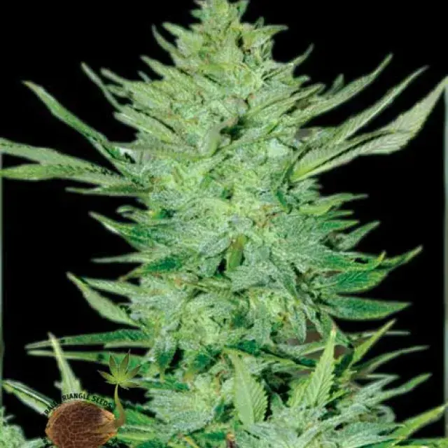 Headlights Kush Auto Feminised Cannabis Seeds | Emerald Triangle Seeds
