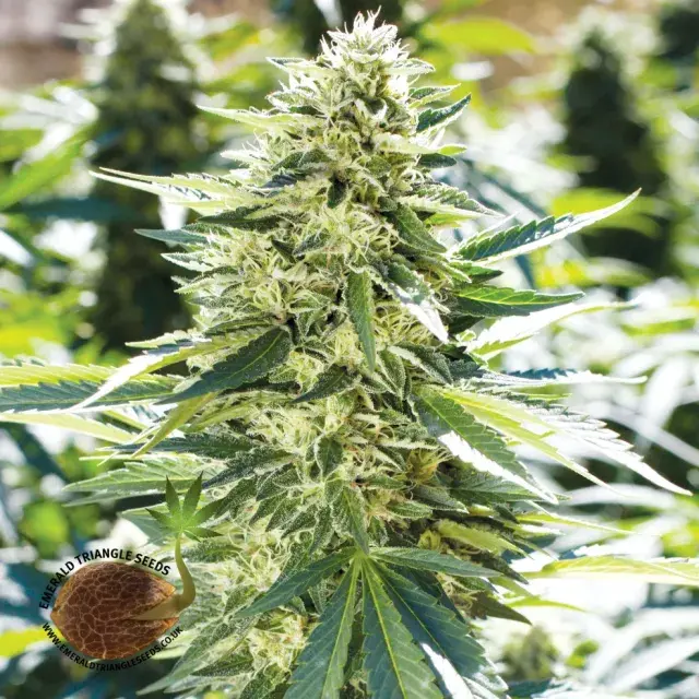 Lemon Diesel Feminised Cannabis Seeds | Emerald Triangle Seeds