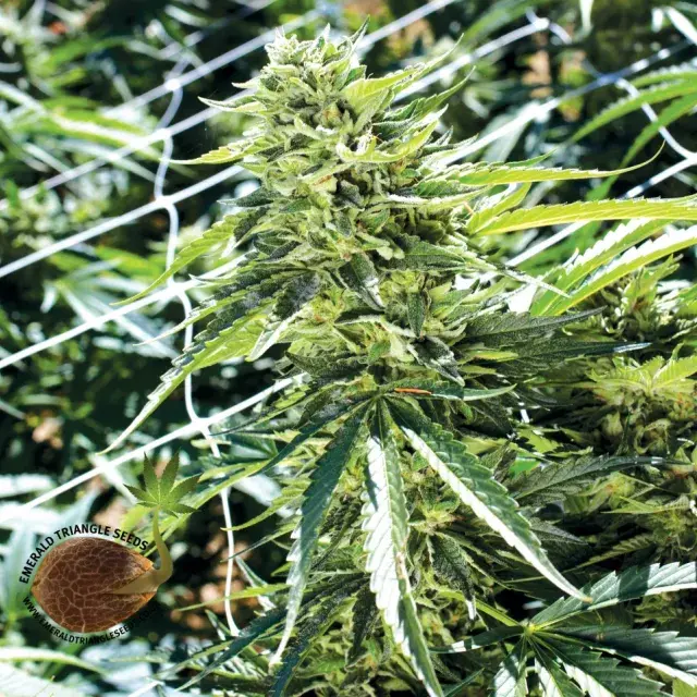 Sour Lemon OG Feminised Cannabis Seeds | Emerald Triangle Seeds 