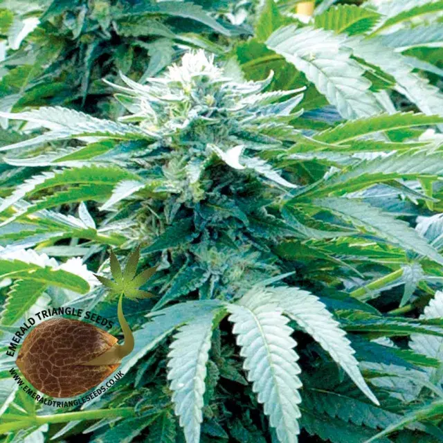 Trinity Kush Feminised Cannabis Seeds | Emerald Triangle Seeds