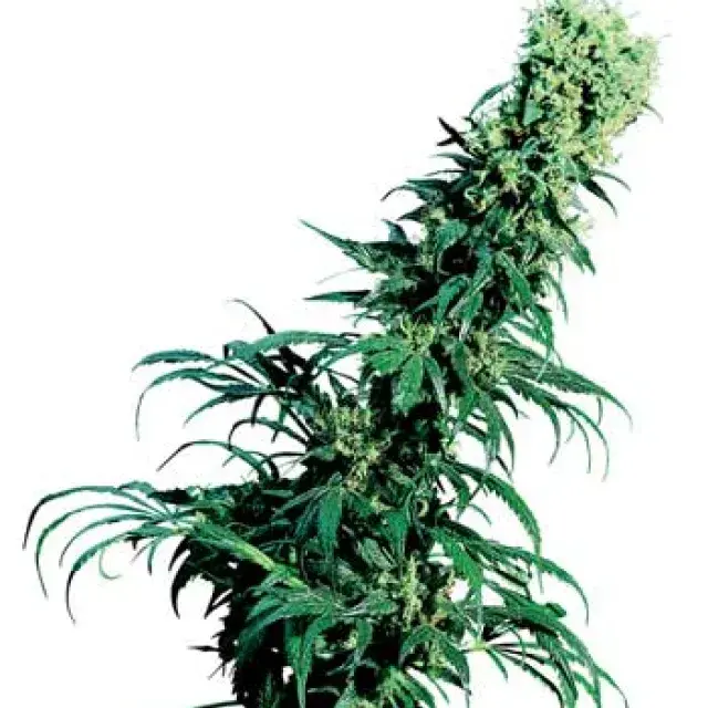 Early Pearl Regular Cannabis Seeds | Sensi Seeds 