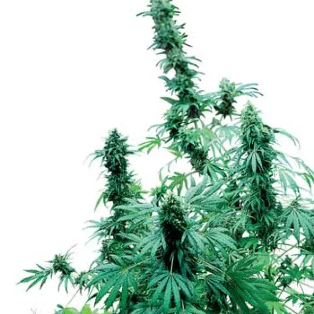 Early Skunk Feminised Cannabis Seeds | Sensi Seeds 