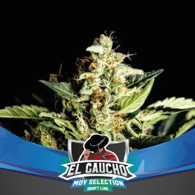 El Gaucho Faster Flowering Feminised Cannabis Seeds - BSF Seeds Feminised Cannabis Seeds - BSF Seeds
