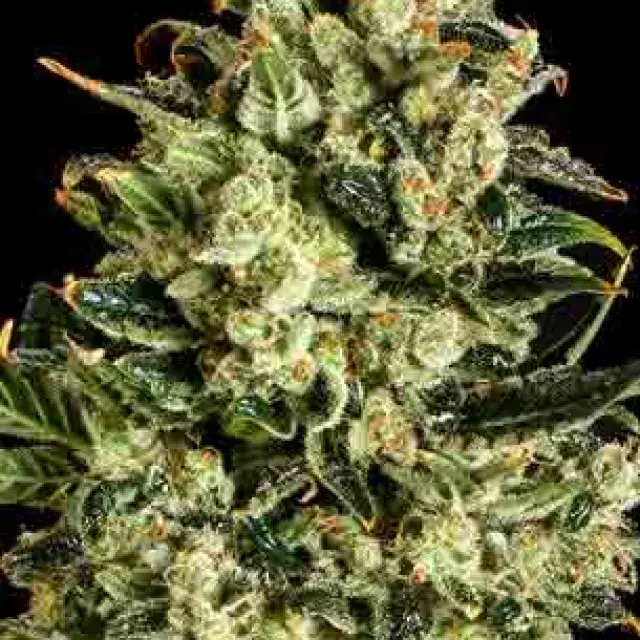 EMERALD JACK x SCBDX Feminised Cannnabis Seeds