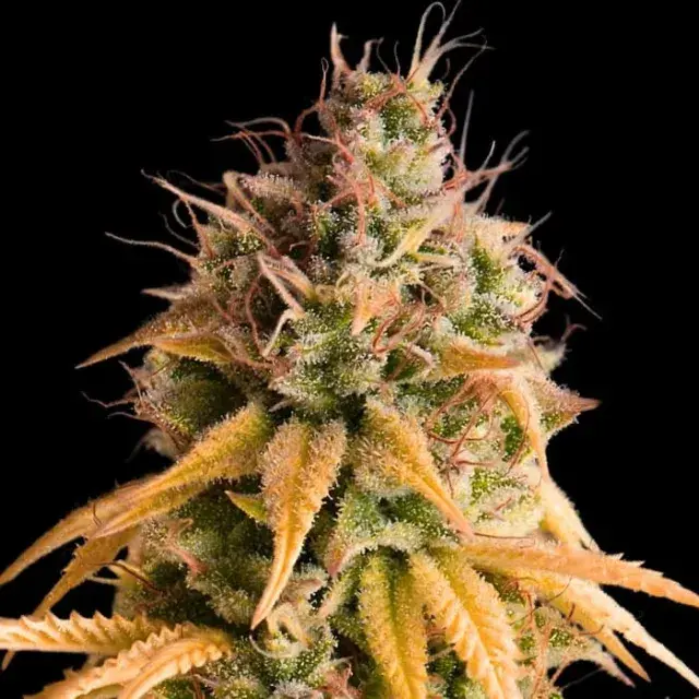 Empire Bonkers Auto Cannabis Seeds – Empire Seeds Bank.