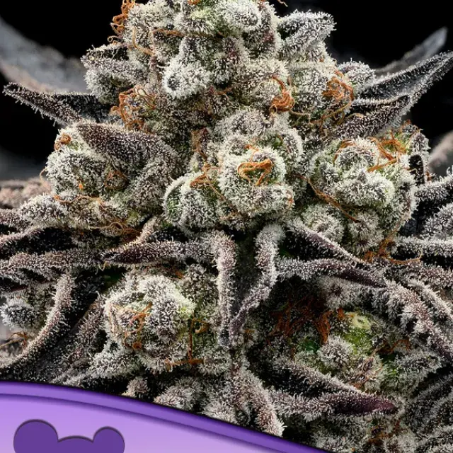 Epic Buzz Feminised Cannabis Seeds - Anesia Seeds