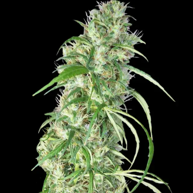 Ethiopia x Malawi Regular Cannabis Seeds | Ace Seeds
