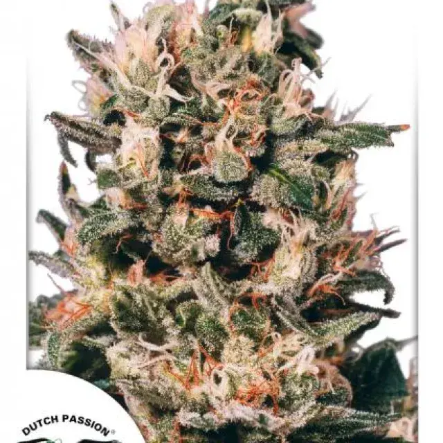 Euforia Feminised Cannabis Seeds | Dutch Passion 