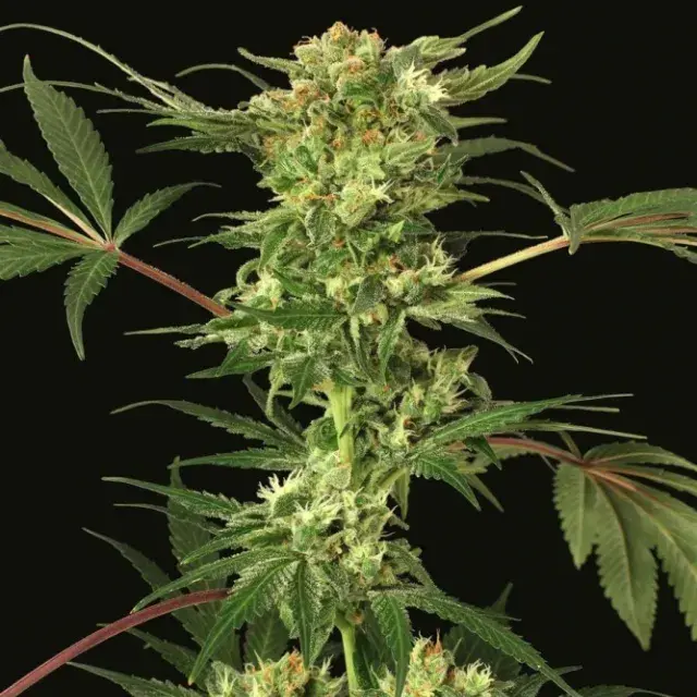 Devil Kush Regular Cannabis Seeds