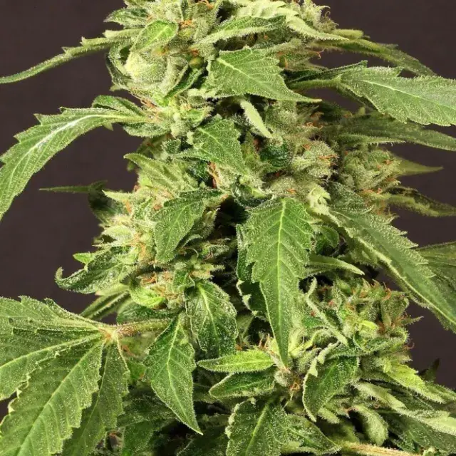 Exotic Tai Feminised Cannabis Seeds