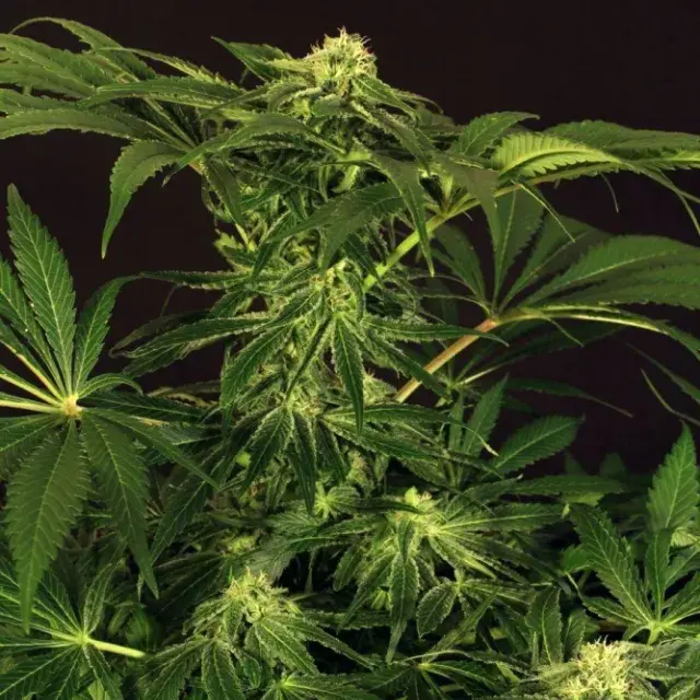 Green Gummy Feminised Cannabis Seeds
