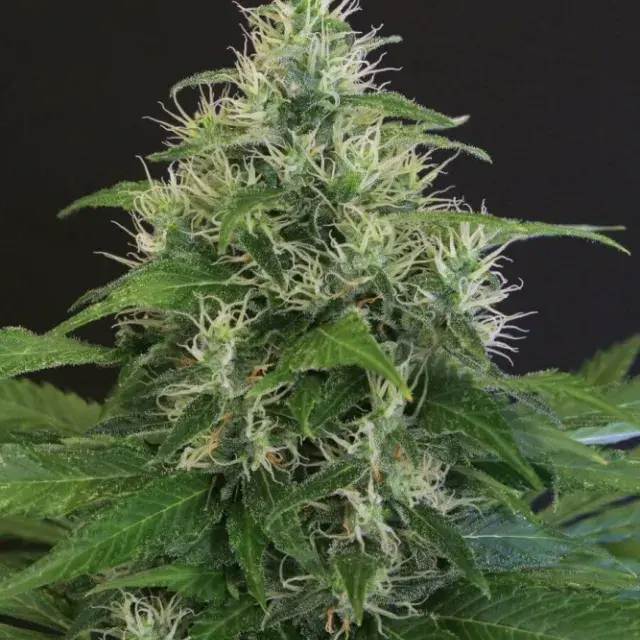 Lemon Candy Feminised Cannabis Seeds