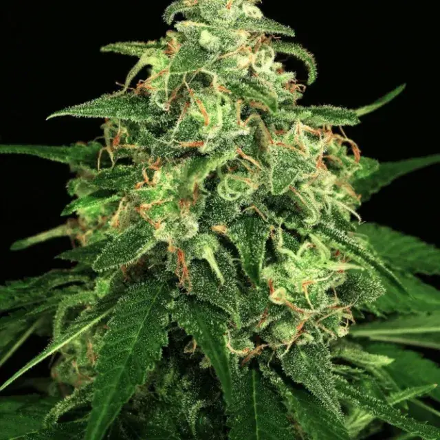Mango Cream Feminised Cannabis Seeds