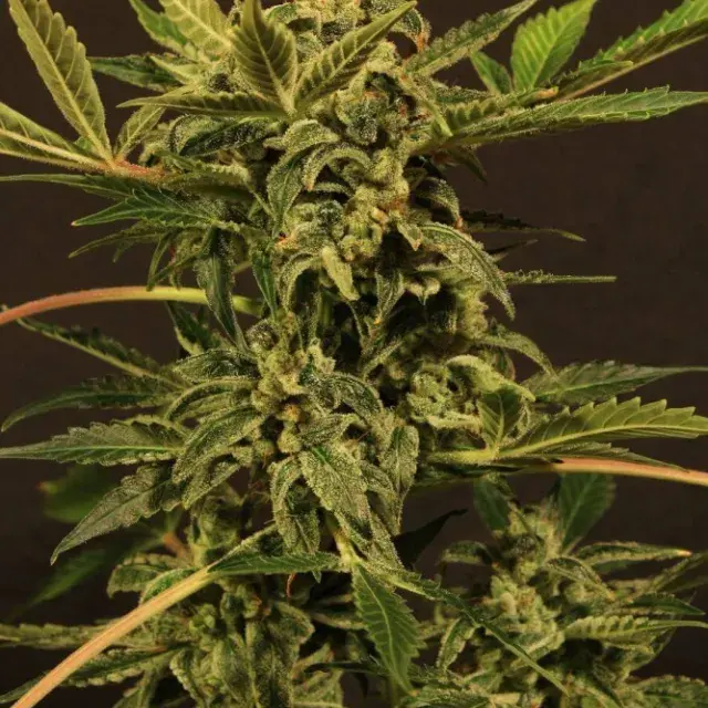 Russian Automatic Feminised Cannabis Seeds