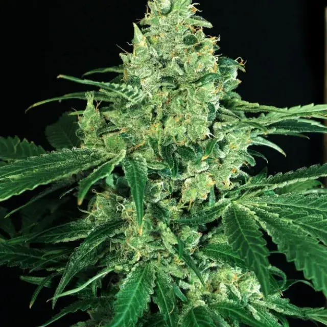 Sir Jack Feminised Cannabis Seeds