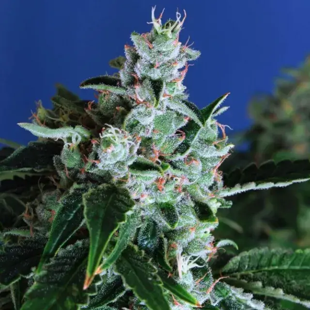 Sir Jack Auto Feminised Cannabis Seeds