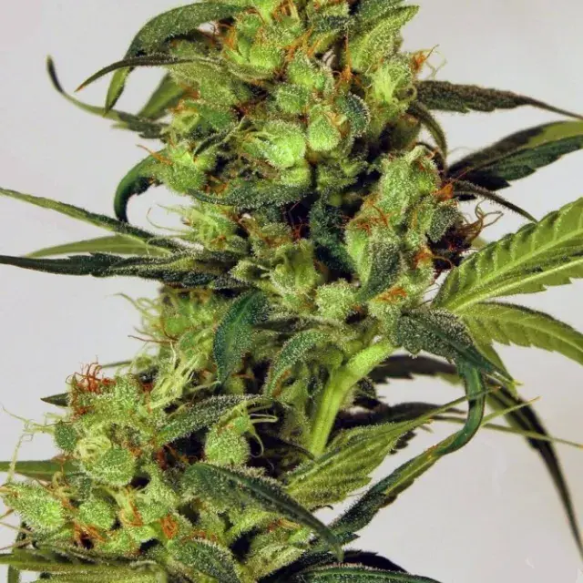 Spicy Bitch Feminised Cannabis Seeds