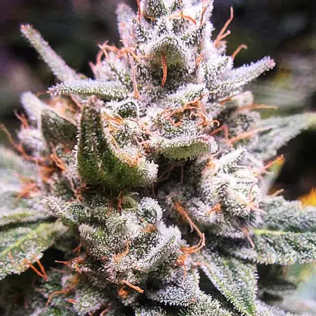 Expert Gorilla Auto Feminised Cannabis Seeds | Expert Seeds