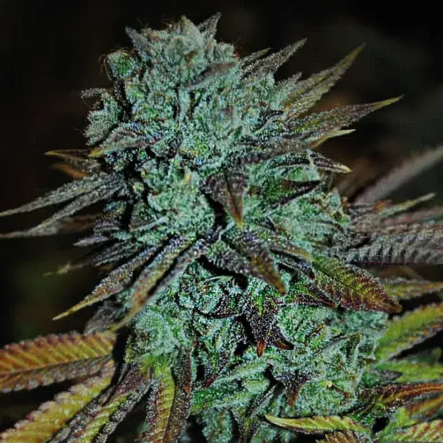 Expert Gorilla Feminised Cannabis Seeds | Expert Seeds