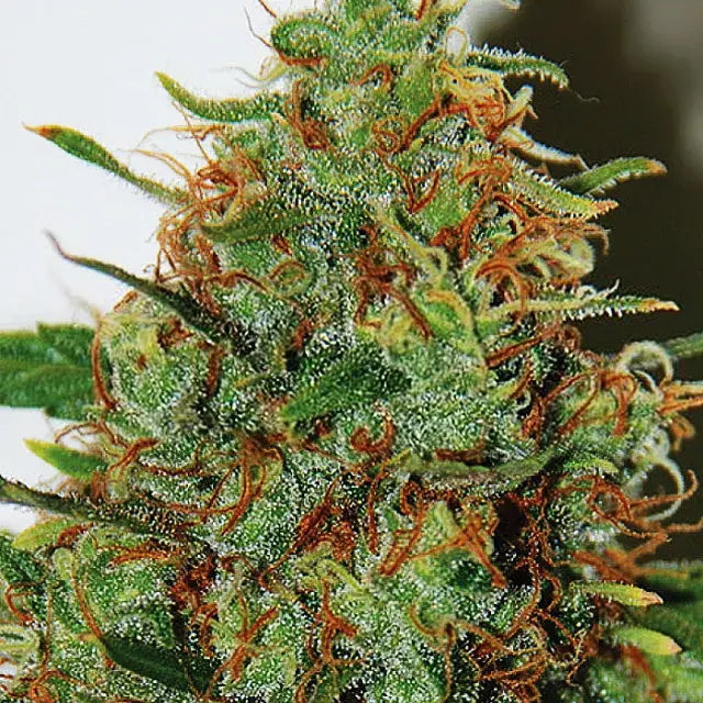 Expert Haze Feminised Cannabis Seeds | Expert Seeds