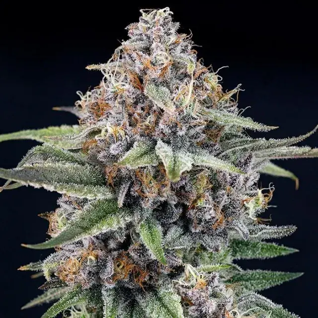 EyeBallz Feminised Cannabis Seeds |  Ripper Seeds