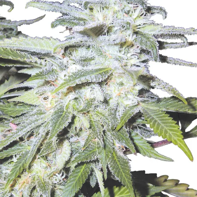 Afghanica Regular Cannabis Seeds