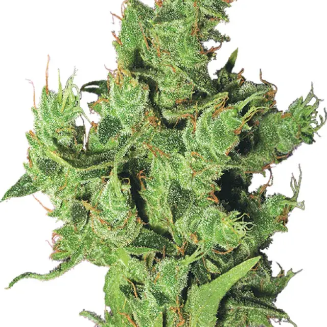Amsterdam Mist Feminised Cannabis Seeds