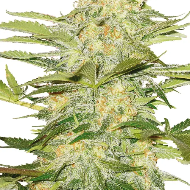 Arctic Sun Regular Cannabis Seeds