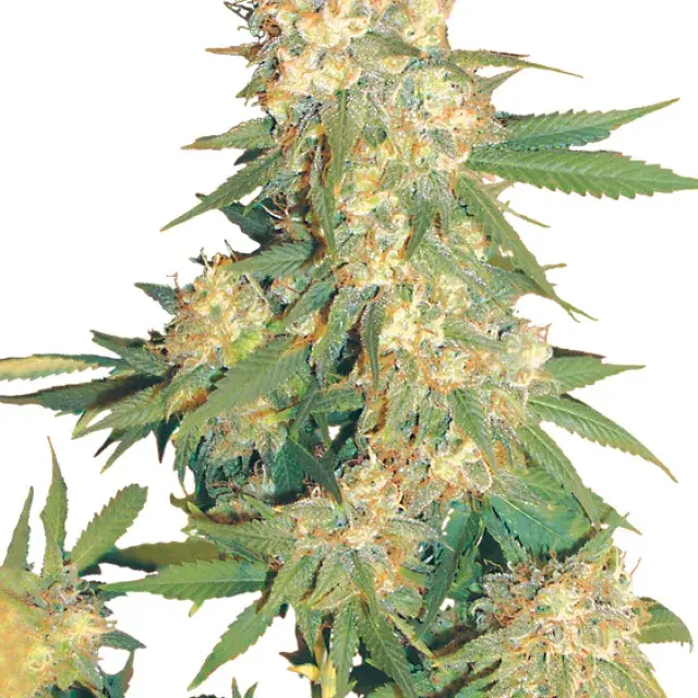 Aurora B Regular Cannabis Seeds