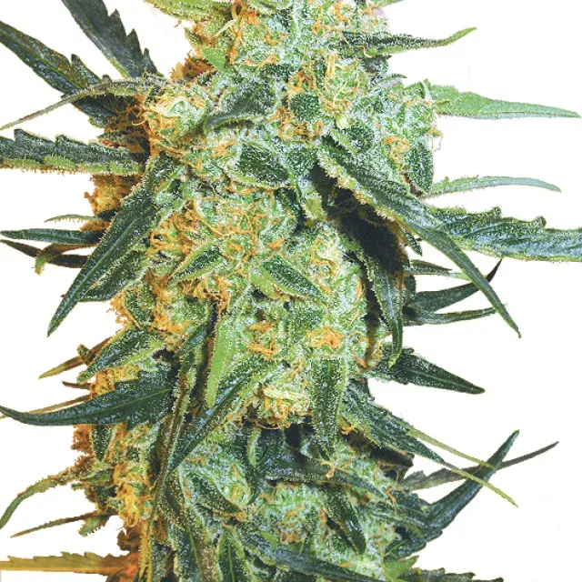 Blueberry Skunk Feminised Cannabis Seeds