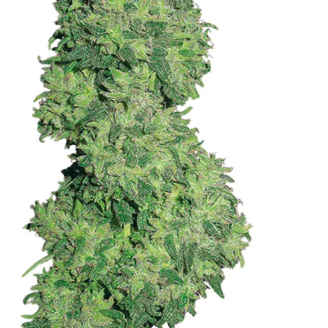 Dame Blanche Feminised Cannabis Seeds