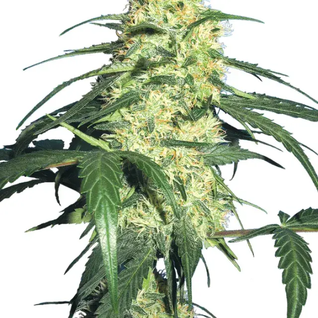 Dutch Delight Feminised Cannabis Seeds