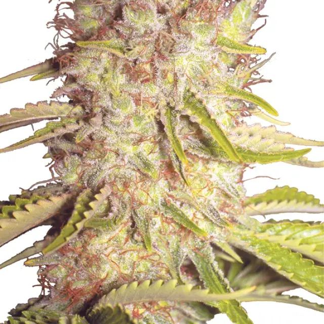 Dutchmen Royal Orange Regular Cannabis Seeds