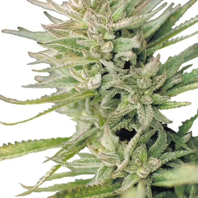 Early Durban Regular Cannabis Seeds