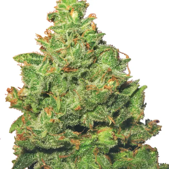 Edelweiss Feminised Cannabis Plant