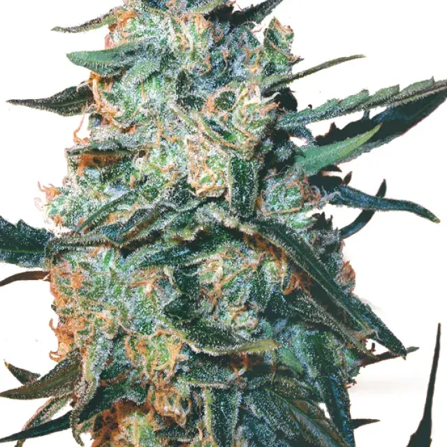 Feminised Mix Cannabis Seeds