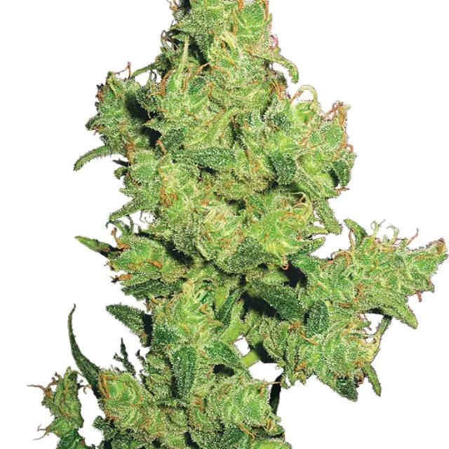 Flying Dragon Feminised Cannabis Seeds