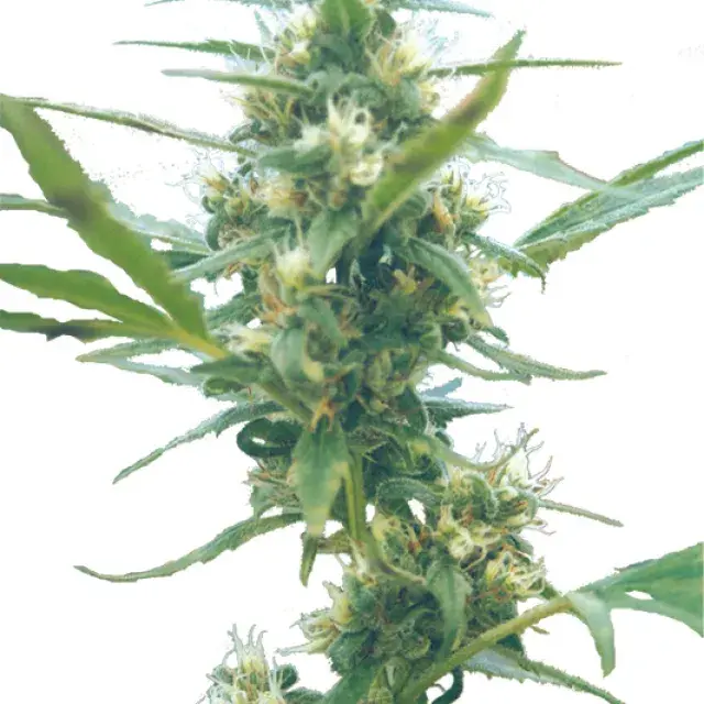 Fuma Con Dios Regular Cannabis Seeds