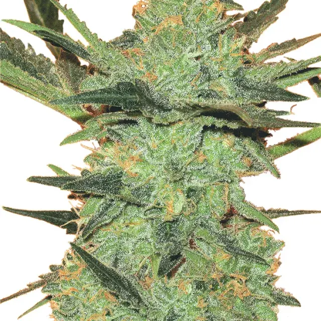 G Force Feminised Cannabis Seeds