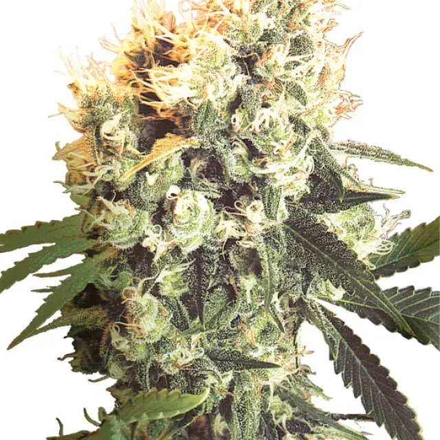 Haleys Comet Regular Cannabis Seeds