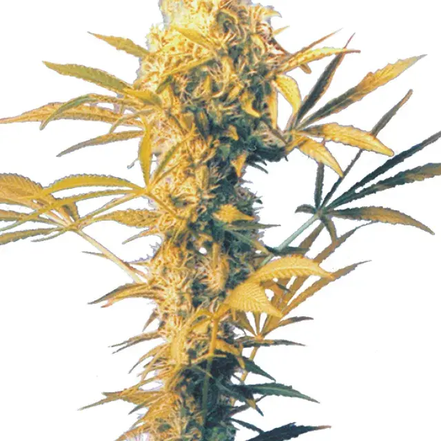 Haze Mist Regular Cannabis Seeds