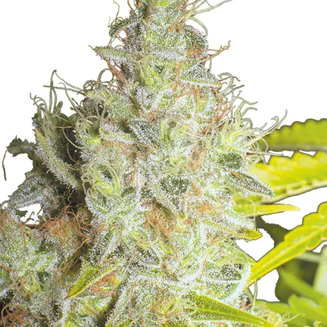 Kerala Krush Regular Cannabis Seeds