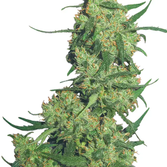 Nepal Kush Feminised Cannabis Seeds
