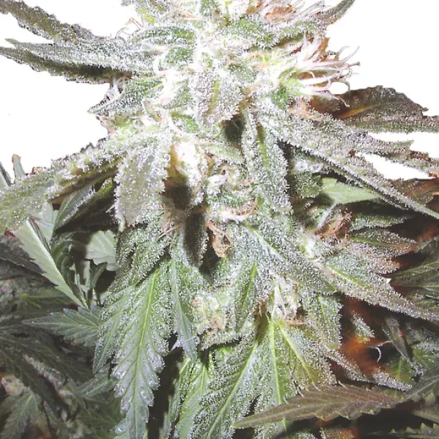 Pot of Gold Regular Cannabis Sseds