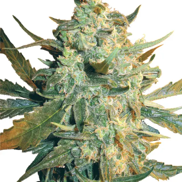 Power Skunk Feminised Cannabis Seeds