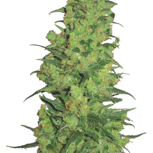 Temple Haze Feminised Cannabis Seeds