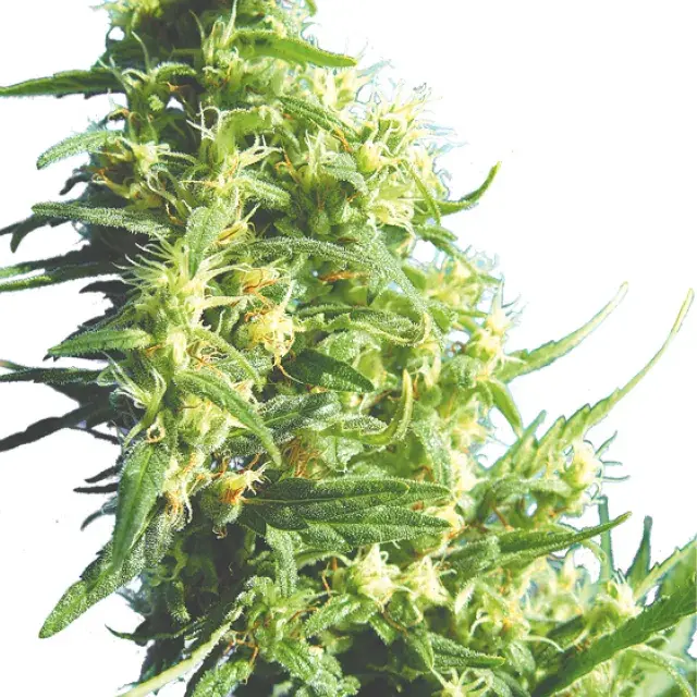 Thai Tanic Regular Cannabis Seeds