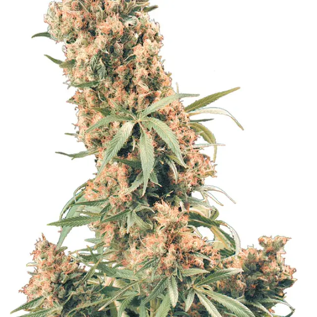 The Pure Regular Cannabis Seeds