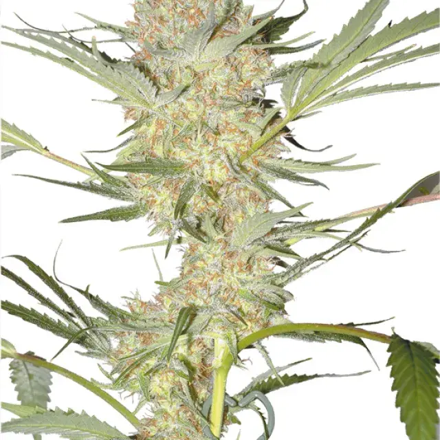 Real McCoy Regular Cannabis Seeds