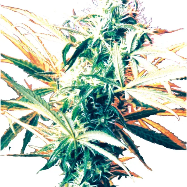 Titan's Haze Regular Cannabis Seeds
